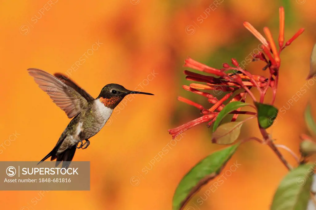Ruby-throated Hummingbird (Archilochus colubris), male in flight feeding on Firebush (Hamelia patens) flower, Hill Country, Central Texas, USA