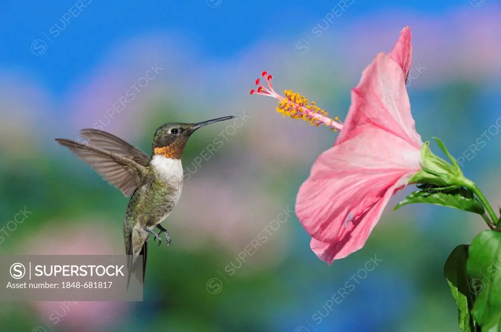 Ruby-throated Hummingbird (Archilochus colubris), male in flight feeding on Hibiscus flower, Hill Country, Central Texas, USA