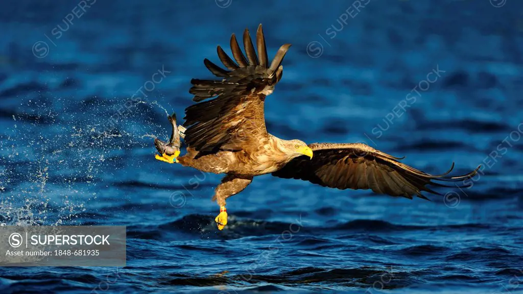 White-tailed Eagle or Sea eagle (Haliaeetus albicilla) gripping its prey in flight, Flatanger, Nordtrondelag, Norway, Scandinavia, Europe