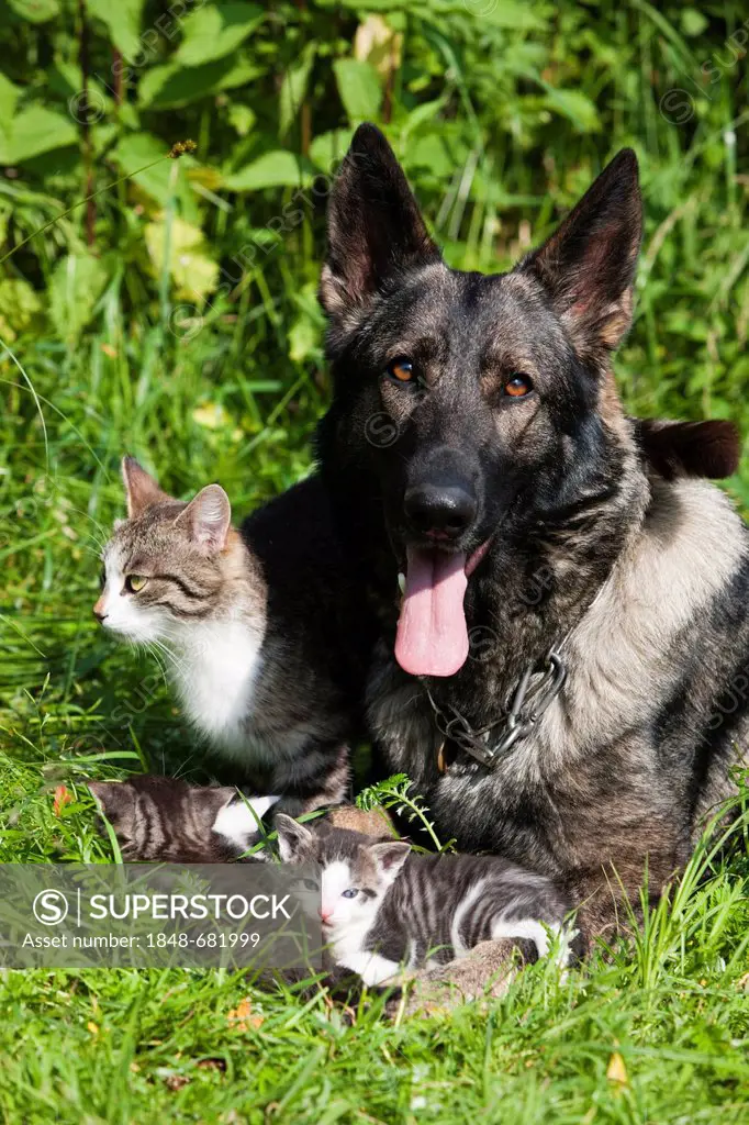 German shepherd dog and a family of cats lying together in the grass, North Tyrol, Austria, Euopa