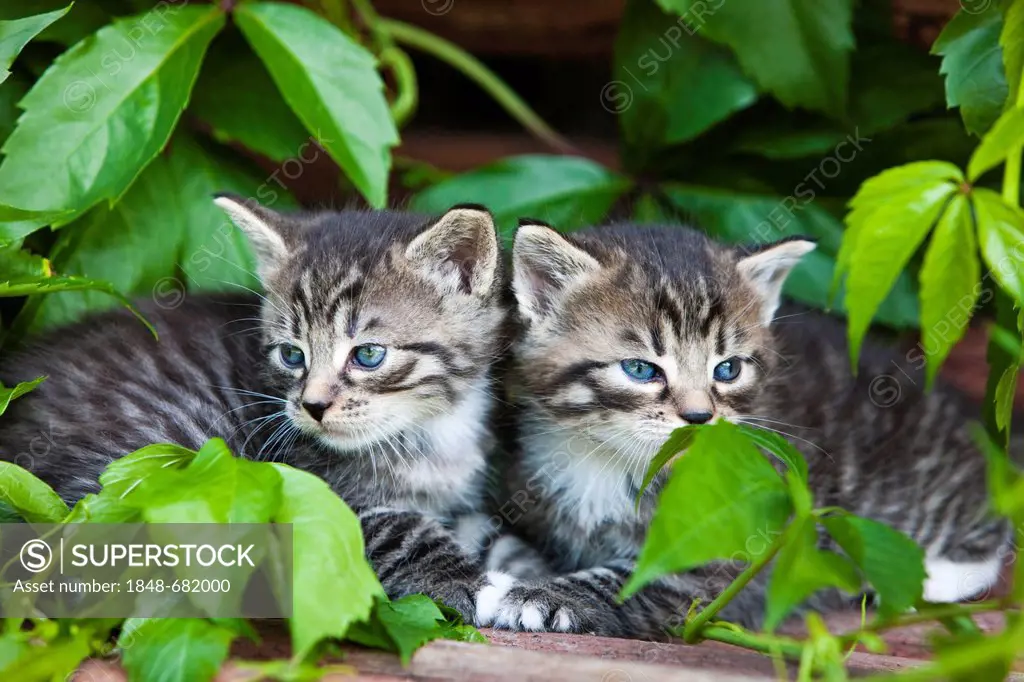 Two grey tabby domestic cats, kittens, North Tyrol, Austria, Europe