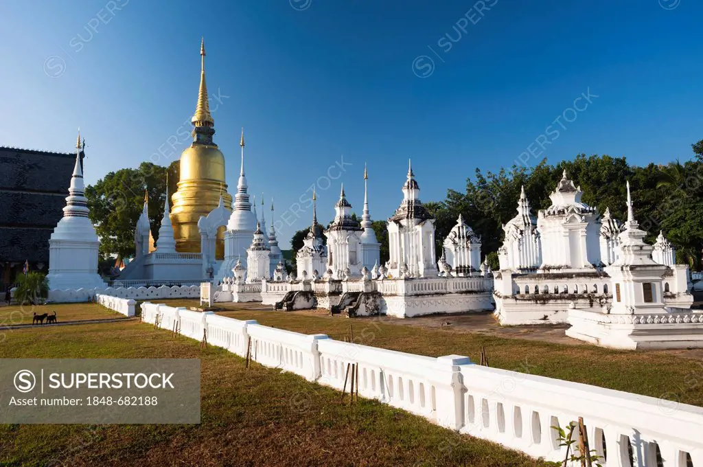 Golden pagoda or chedi, whitewashed tombs, royal cemetery, Wat Suan Dok, Chiang Mai, northern Thailand, Thailand, Asia