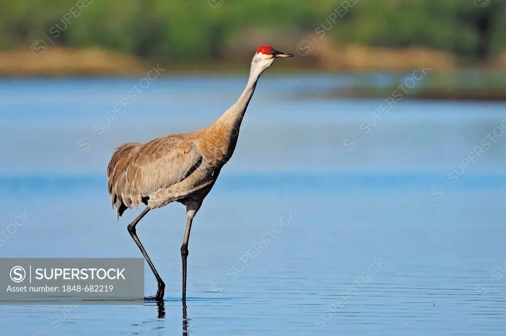 Florida Sandhill Crane (Grus canadensis pratensis), Myakka River State Park, Florida, USA