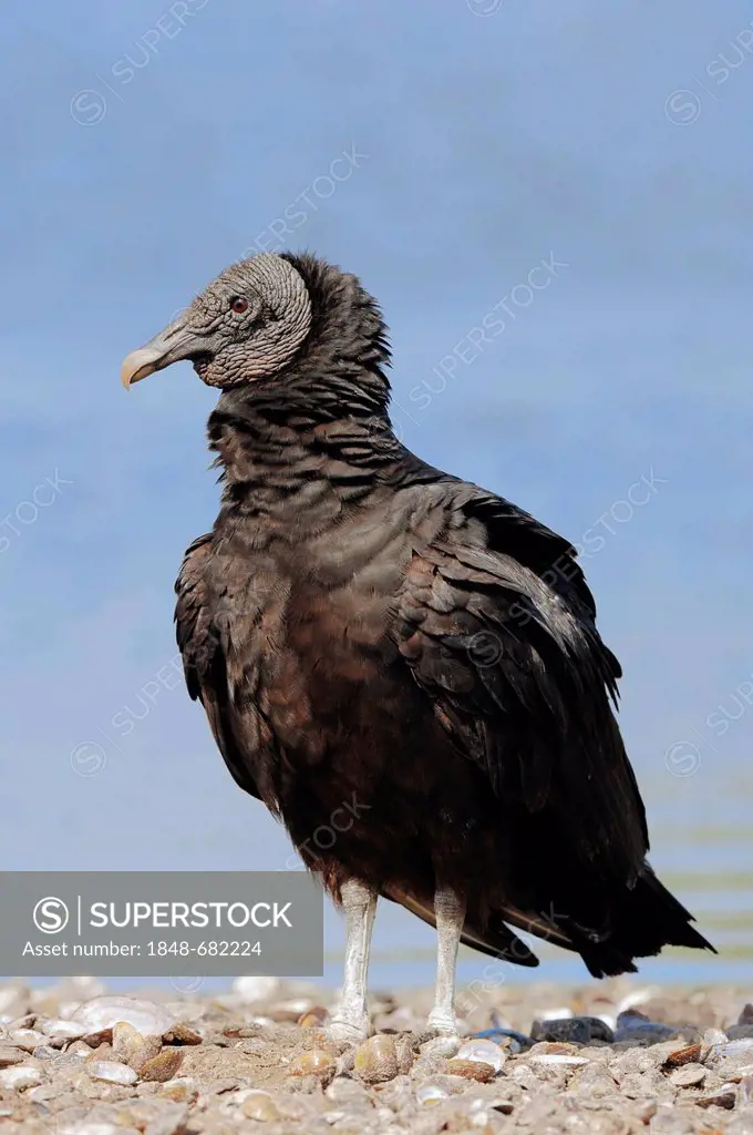 Black Vulture (Coragyps atratus), Myakka River State Park, Florida, USA