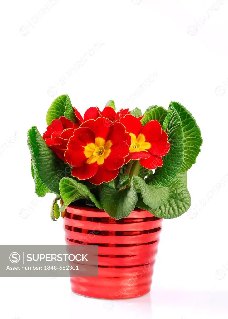 Primrose (Primula), red, in a pot