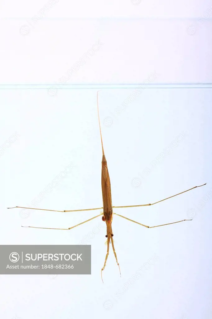 Water Stick-Insect or Water Scorpion (Ranatra linearis), insect living under water