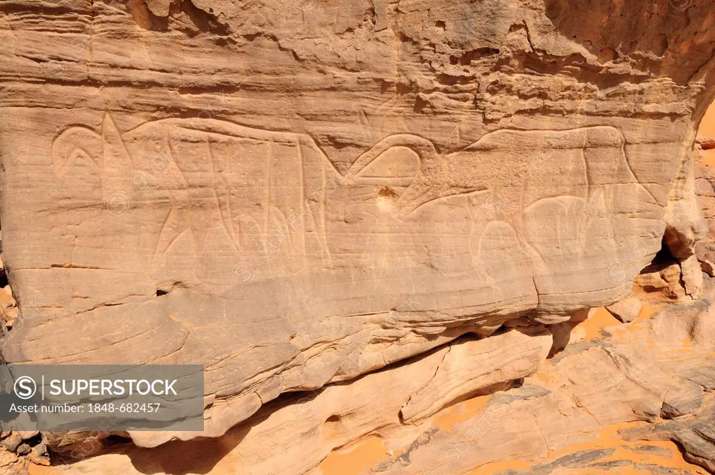 Bull engraving, neolithic rockart in the Tadrart, Tassili n'Ajjer National Park, Unesco World Heritage Site, Algeria, Sahara, North Africa