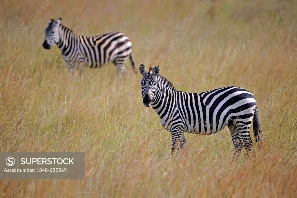 Plains zebras (Equus quagga) in the evening, Maasai Mara National Reserve, Kenya, Africa