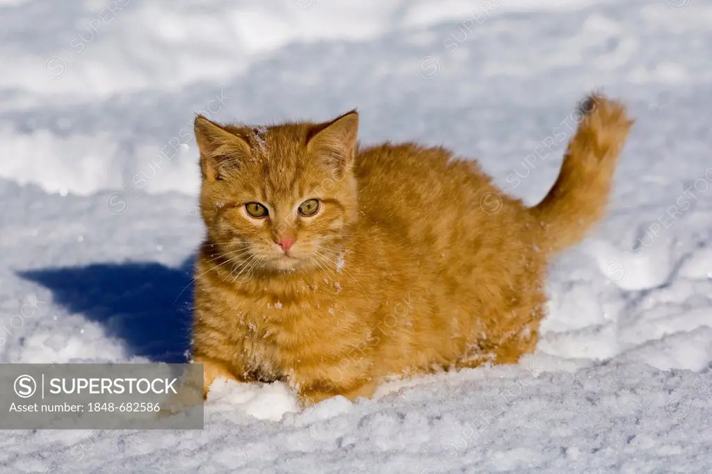 Young red tabby domestic cat in the snow, North Tyrol, Austria, Europe