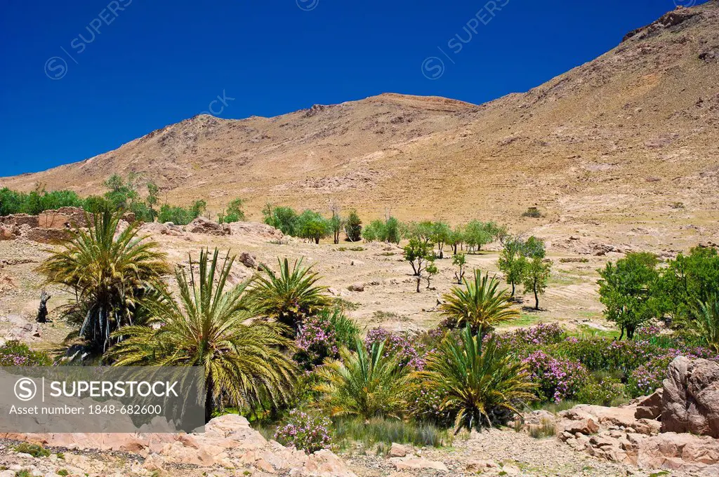 Flowering Oleander (Nerium oleander) and Date Palms (Phoenix) in the Ait Mansour Valley, Anti-Atlas Mountains, southern Morocco, Morocco, Africa