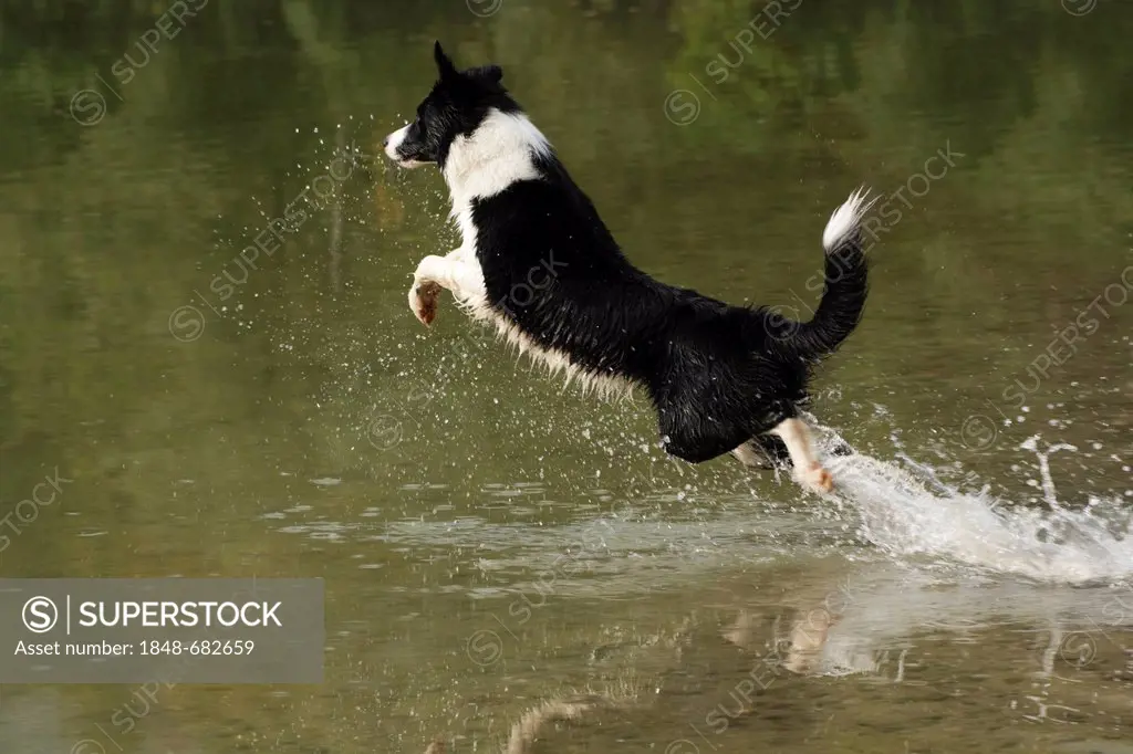 Border collie jumping in the water, northern Tyrol, Austria, Europe