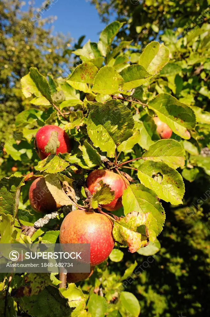 Ripe apples on a tree, Reit im Winkl, Chiemgau, Upper Bavaria, Bavaria, Germany, Europe
