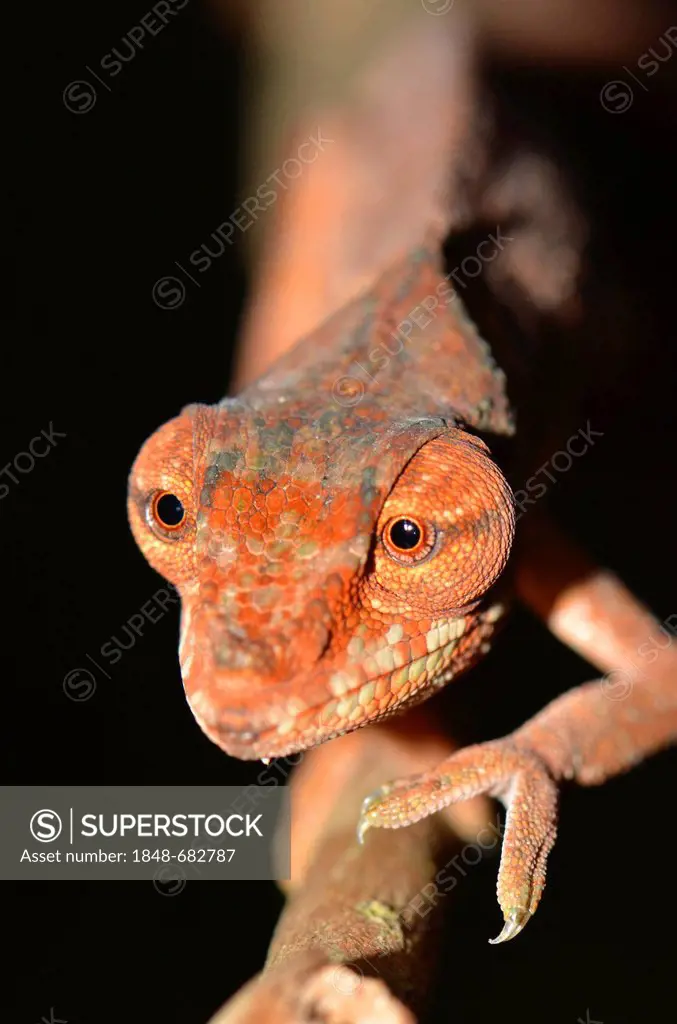 Leaf Chameleon (Brookesia malthe), in the Amber Mountain National Park, Madagascar, Africa