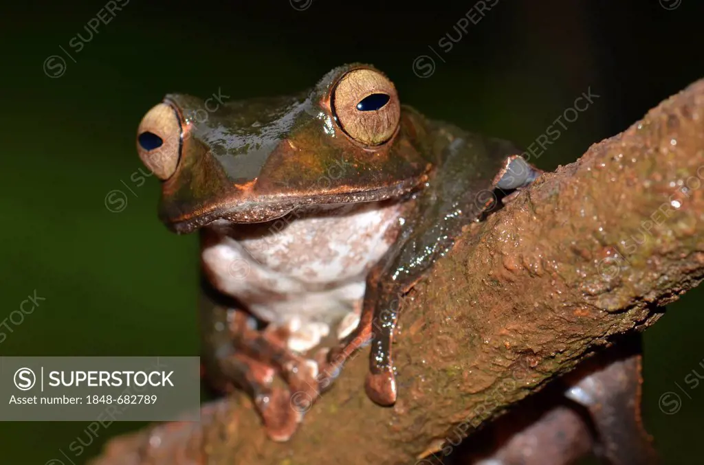 Nocturnal poison frog, skeleton frog (Boophis sp.), in the rain forests of northern Madagascar, Africa