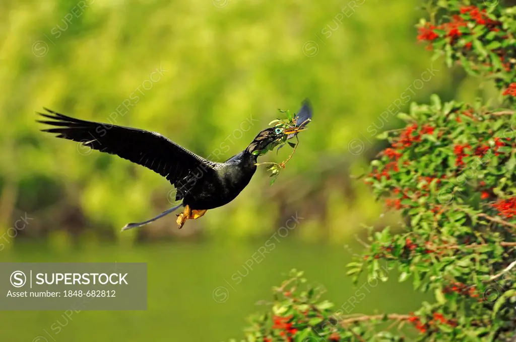 Anhinga or American Darter (Anhinga anhinga), male flying with nesting material, Florida, USA