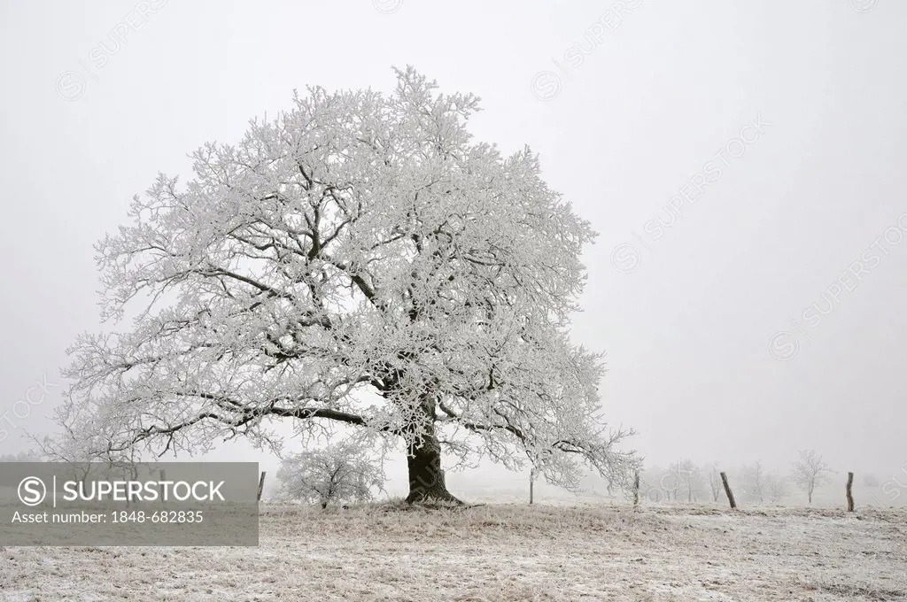 Tree with hoarfrost in winter, Harz mountain range, Saxony-Anhalt, Germany, Europe