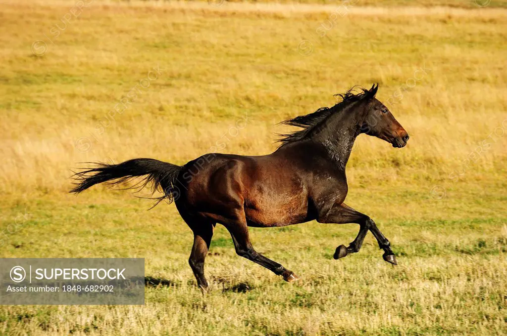 Horse galloping across the prairie, Saskatchewan, Canada