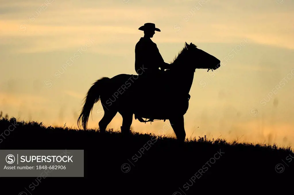 Cowboy riding through the prairie, silhouette in the evening, Saskatchewan, Canada, North America