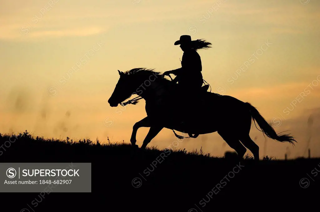 Cowgirl gallopping across the prairie, silhouette in the evening, Saskatchewan, Canada, North America