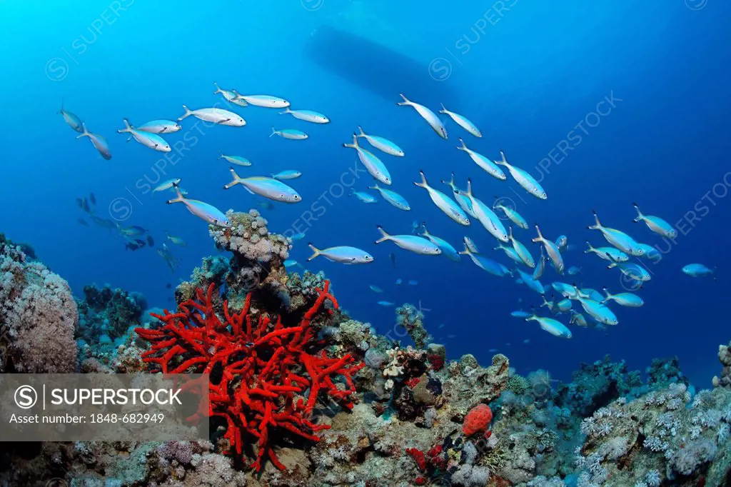 Coral reef with Magnificant Fire Sponge (Latrunculia magnifica), shoal of Suez Fusiliers (Caesio suevica), boat, Makadi Bay, Hurghada, Egypt, Red Sea,...