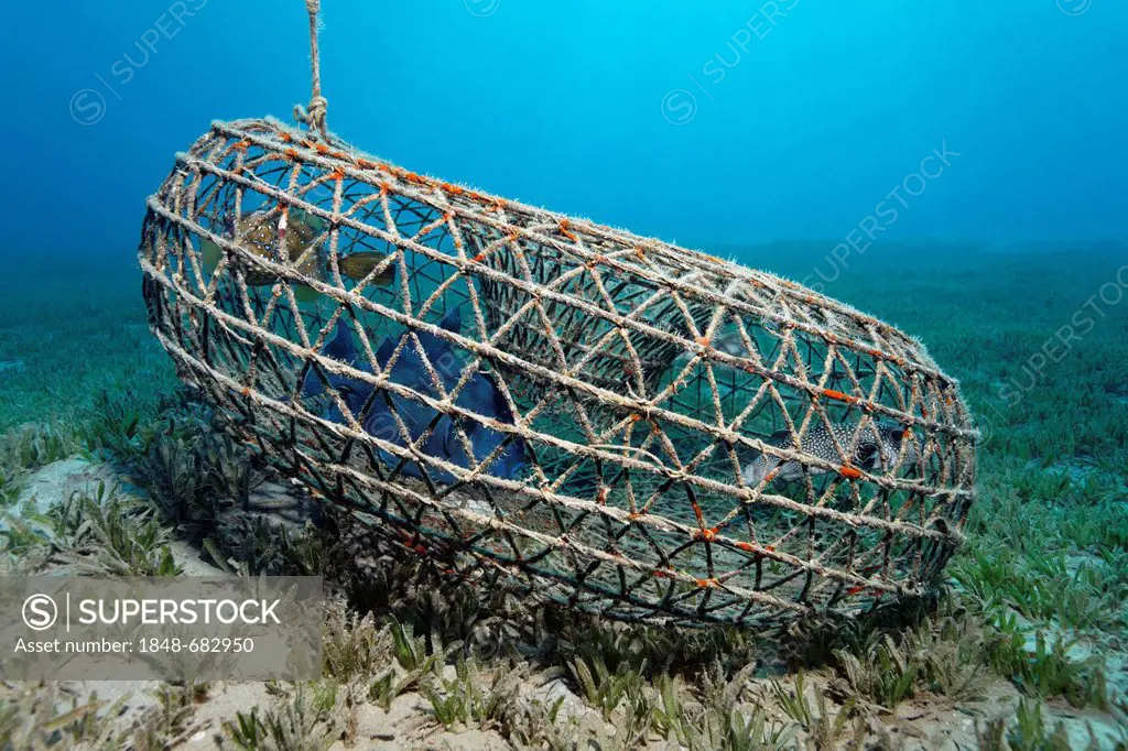 Round wire fish trap with Blue Triggerfish (Pseudobalistes fuscus), Yellow Boxfish (Ostrcion cubicus), White-Spotted Puffer, Arothron hispidus), Makad...