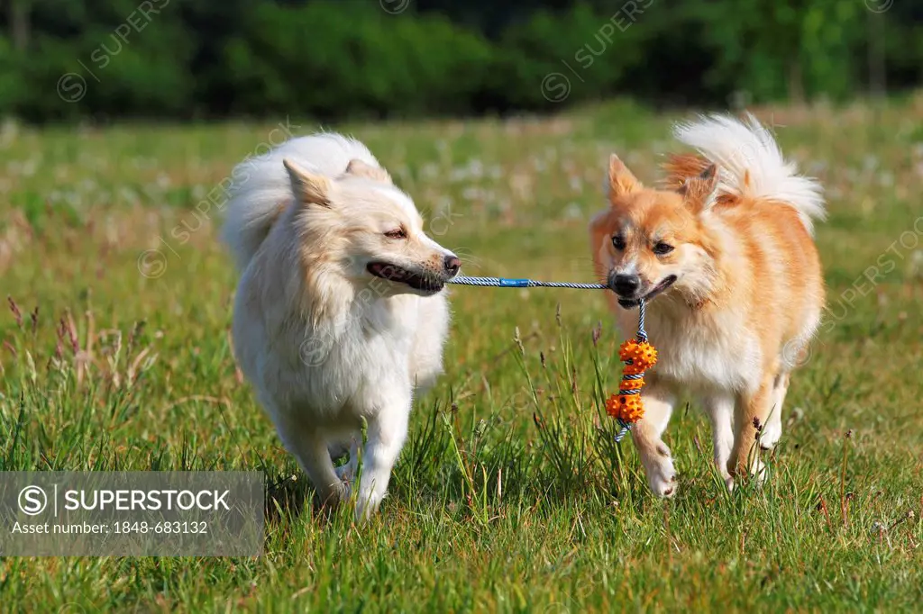 Icelandic sheepdogs (Canis lupus familiaris), two females with dog toys, running