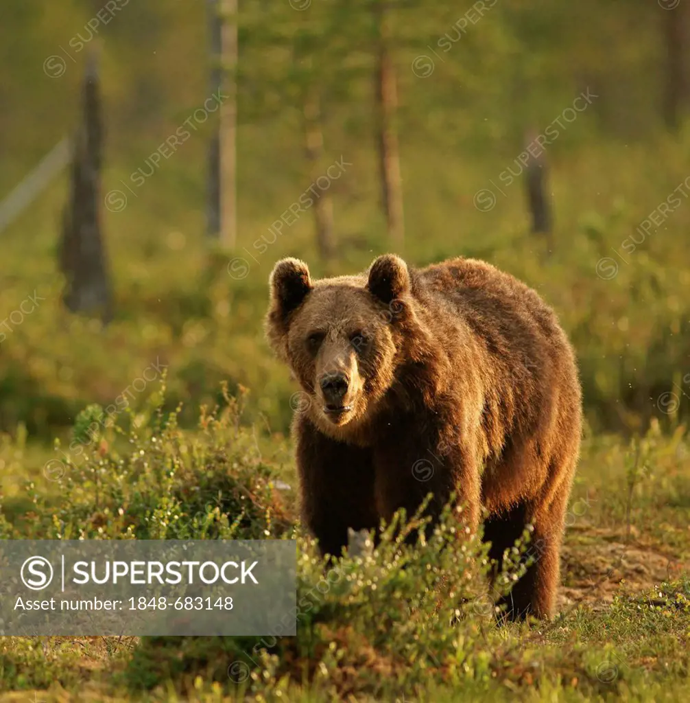 Brown bear (Ursus arctos), Finland, Europe