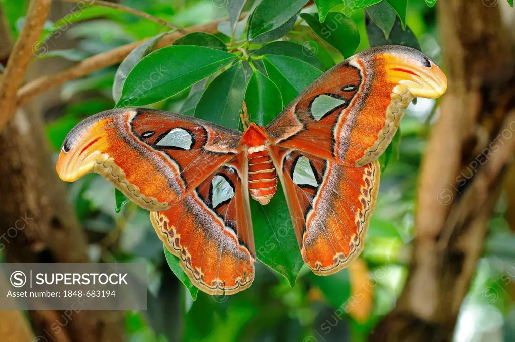Atlas moth (Attacus atlas), habitat Thailand, Asia