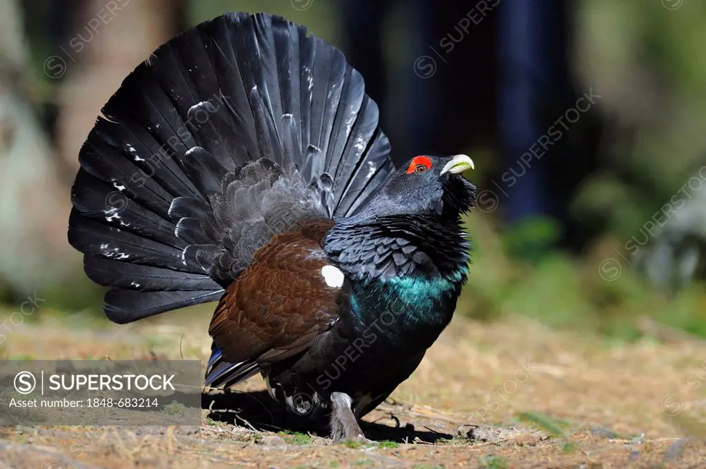 Wood Grouse, Heather Cock or Capercaillie (Tetrao urogallus), displaying a courtship ritual, Vaestergoetland, Sweden, Scandinavia, Europe
