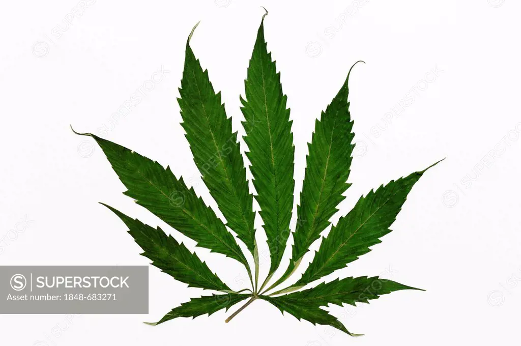 Cannabis leaf (Cannabis sativa), marijuana