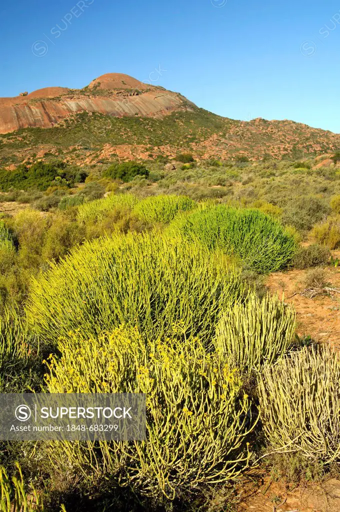 Typical Karoo semi-desert landscape with Pencil Milk Bush (Euphorbia mauritanica), rounded granite outcrops, Great Karoo, Namaqualand, South Africa, A...