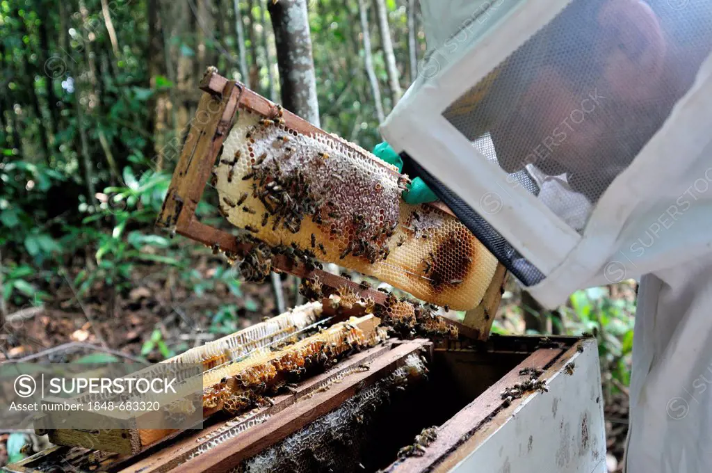 Beekeeper removing honeycombs filled with honey from a beehive, beekeeping in the Amazon rainforest is part of the peasant farming at a settlement of ...