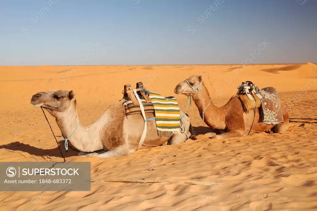 Saddled Dromedaries (Camelus dromedarius) in the Sahara near Ksar Ghilane, Tunisia, Maghreb, North Africa, Africa