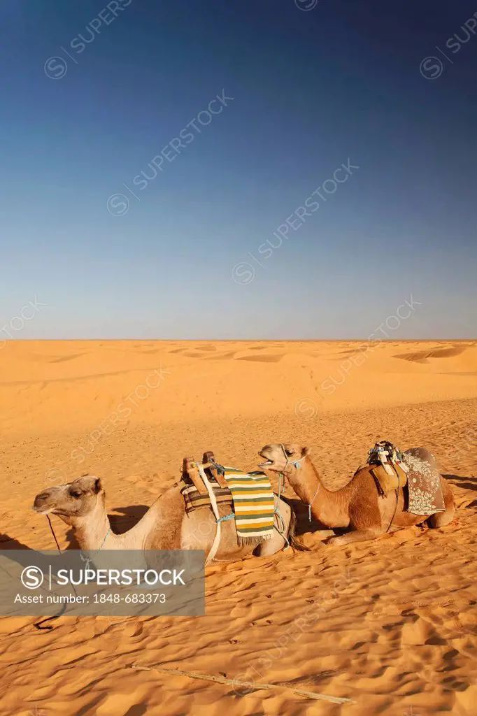 Saddled Dromedaries (Camelus dromedarius) in the Sahara near Ksar Ghilane, Tunisia, Maghreb, North Africa, Africa