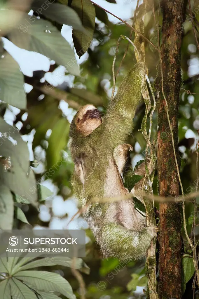 Pale-throated three-toed Sloth (Bradypus tridactylus), climbing on tree, Braulio Carrillo National Park, Costa Rica, Central America