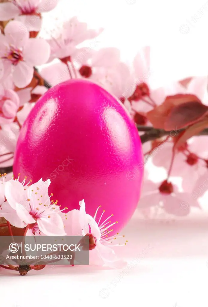 Easter egg with blossoms of the Cherry plum (Prunus cerasifera Nigra)