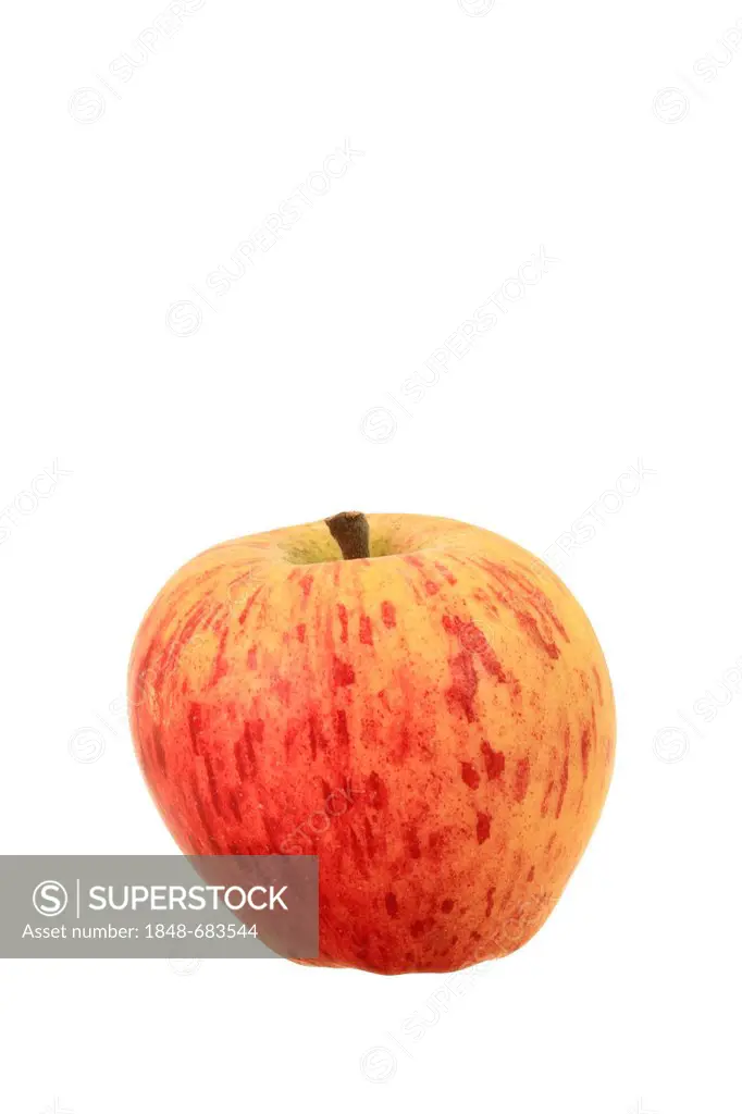 Apple (Malus domestica), Altlaender Pfannkuchenapfel variety