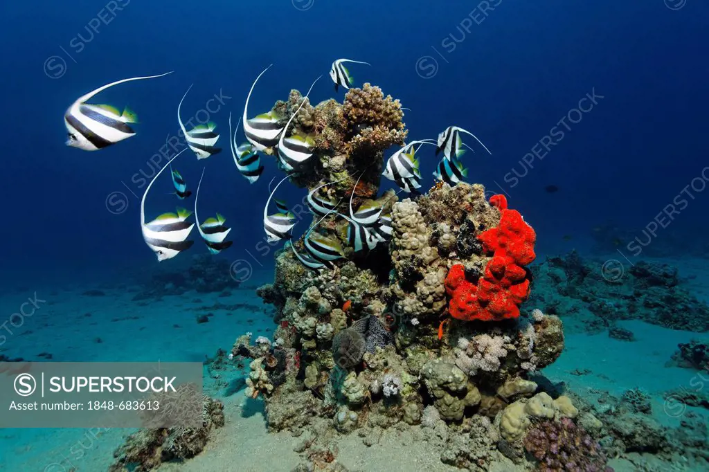 Shoal of schooling bannerfish or false moorish idols (Heniochus diphreutes) at a small coral block, Makadi Bay, Hurghada, Egypt, Red Sea, Africa