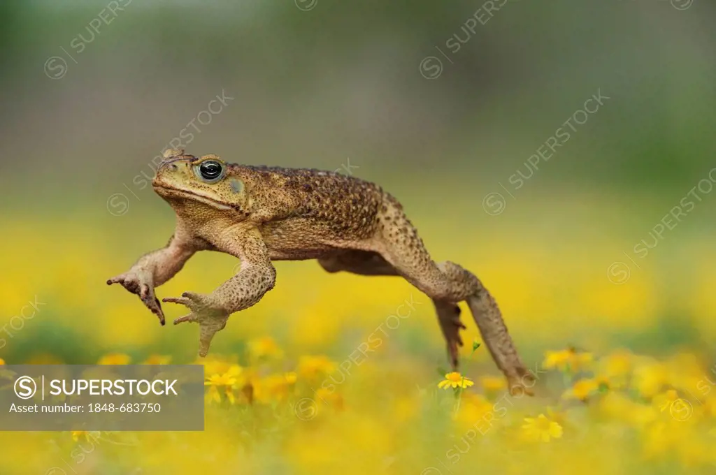Cane Toad, Marine Toad, Giant Toad (Bufo marinus), adult jumping in Dogweed (Dyssodia pentachaeta), Laredo, Webb County, South Texas, USA, America