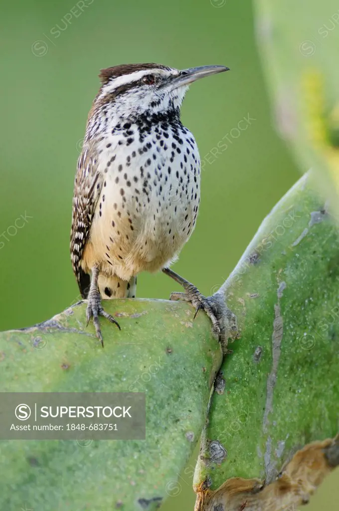 Cactus Wren (Campylorhynchus brunneicapillus), adult perched on Texas Prickly Pear Cactus (Opuntia engelmannii), Laredo, Webb County, South Texas, USA...