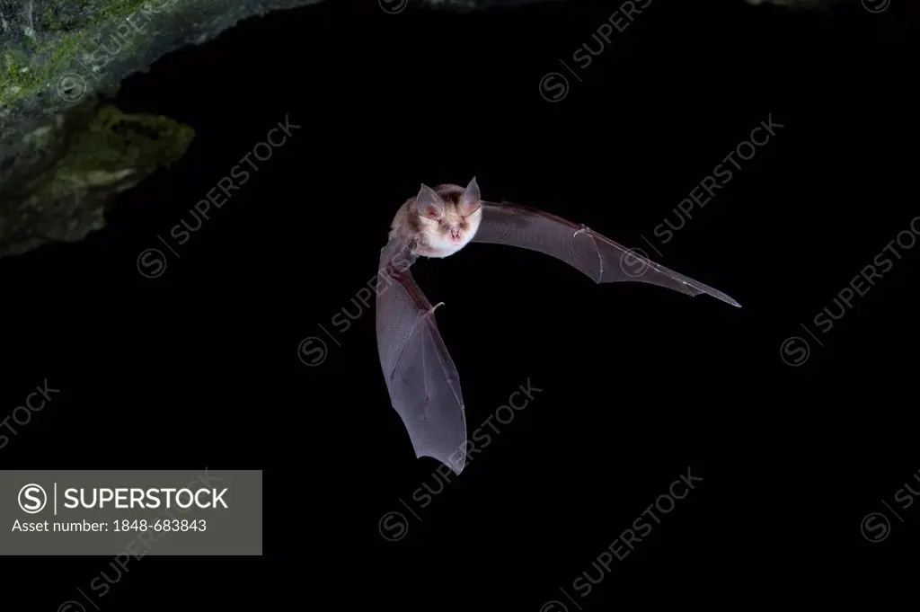 Mehely's Horseshoe Bat (Rhinolophus mehelyi) in flight, Sardinia, Italy, Europe