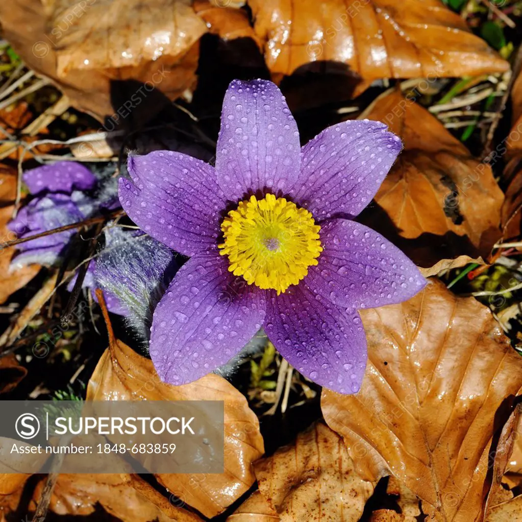 Pasque Flower (Pulsatilla vulgaris) with raindrops, Swabian Mountains Biosphere Reserve, UNESCO World Heritage Site, Baden-Wuerttemberg, Germany, Euro...