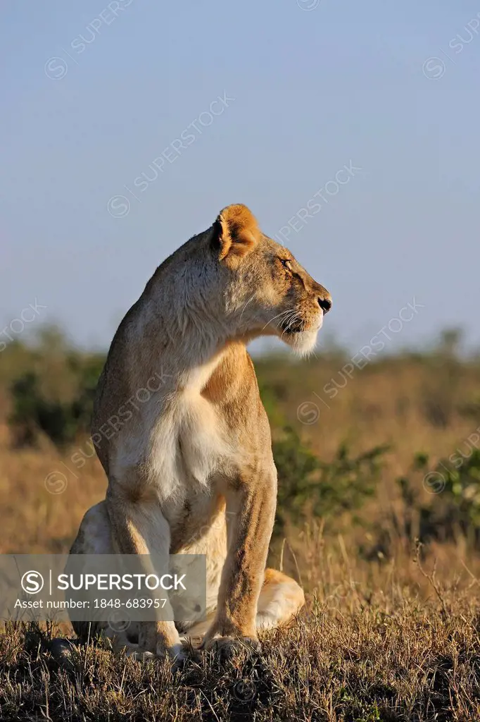 Lion (Panthera leo), female, on the lookout, Masai Mara National Reserve, Kenya, East Africa, Africa