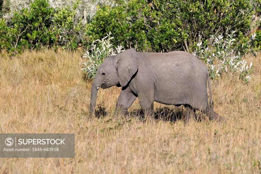 Elephant (Loxodonta africana), calf, Masai Mara, Kenya, East Africa, Africa