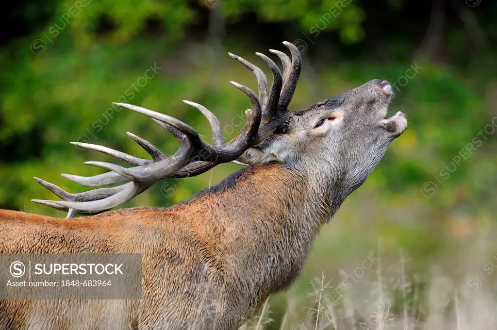 Red Deer (Cervus elaphus) bugling stag in the rut, portrait, Klampenborg, Copenhagen, Denmark, Scandinavia, Europe