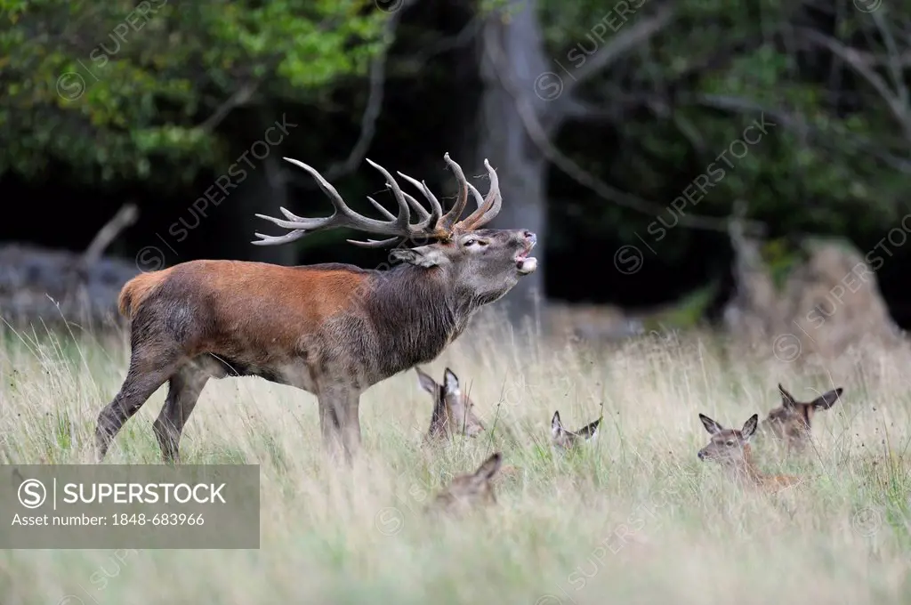 Red Deer (Cervus elaphus), dominant stag with harem or group of hinds, Klampenborg, Copenhagen, Denmark, Scandinavia, Europe