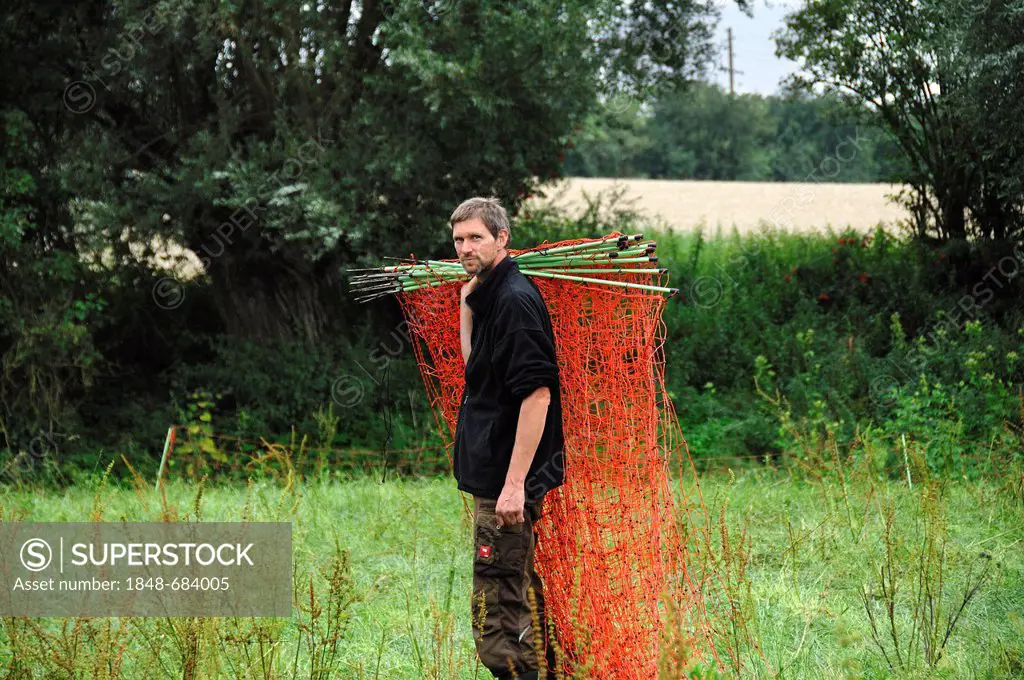 Young farmer carrying a pasture fence to fence in sheep, Roegnitz, Mecklenburg-Western Pomerania, Germany, Europe