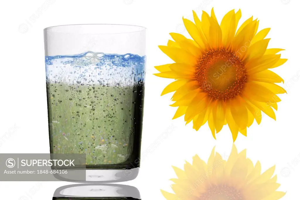 Illustration, water glass, sunflower, symbolic image for nature