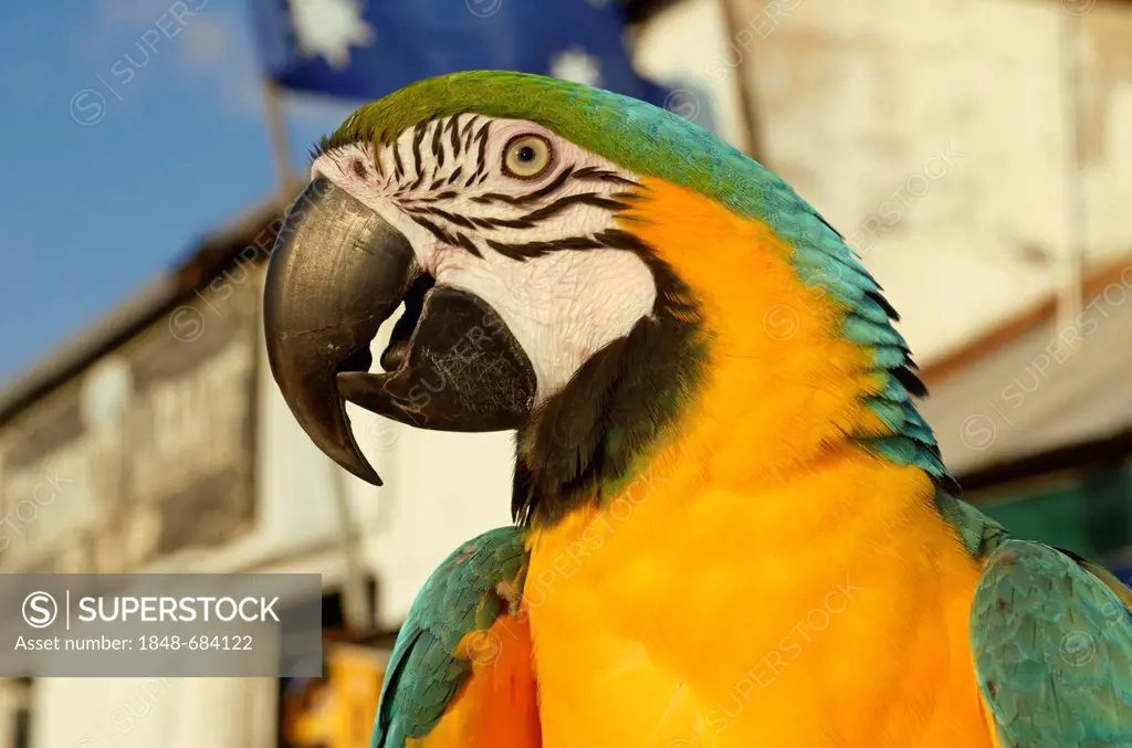 Blue-and-yellow Macaw (Ara ararauna), Key West, Florida, USA