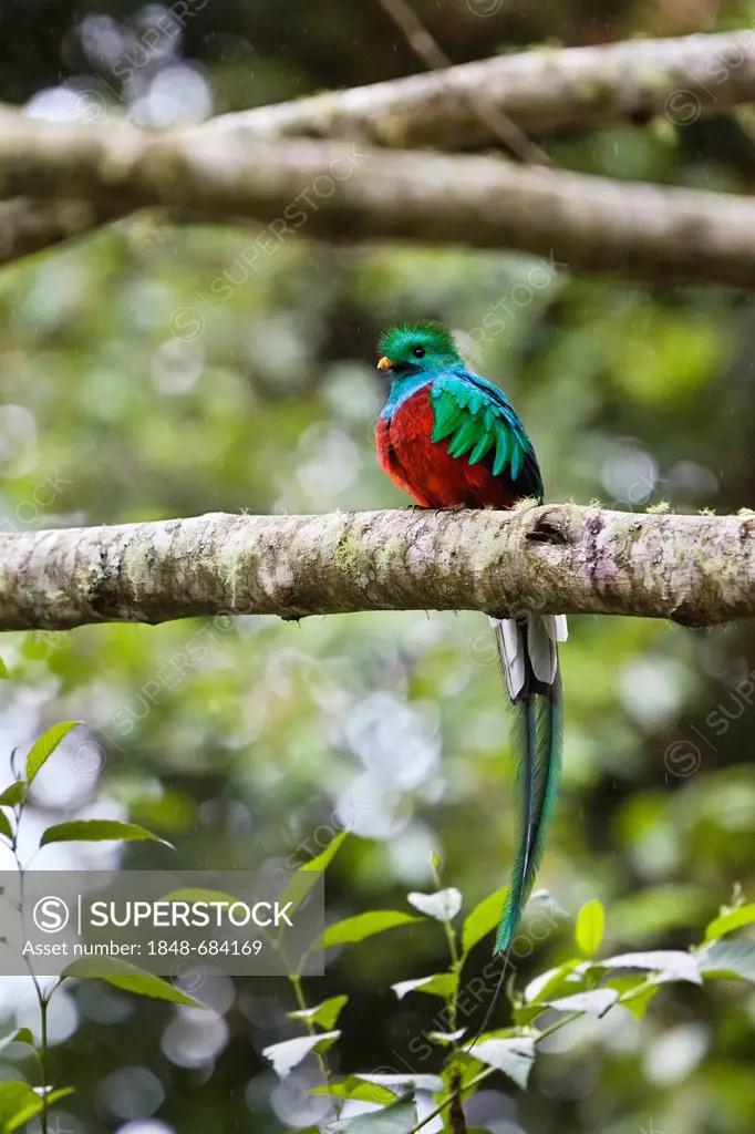 Resplendent Quetzal (Pharomachrus mocinno costaricensis), male, Costa Rica, Central America